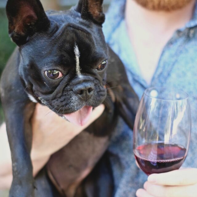 Puppies and Pinot