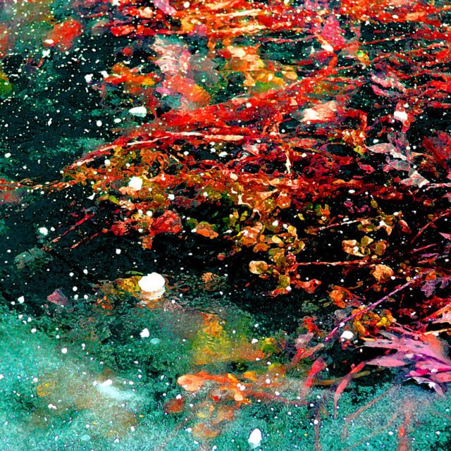 ANDARA Gallery Presents Tara Wilkinson - HEADWATERS Photography & Imagination