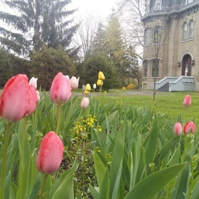 Tulip bed in front of Glanmore