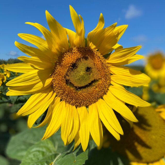 Sunflower Festival