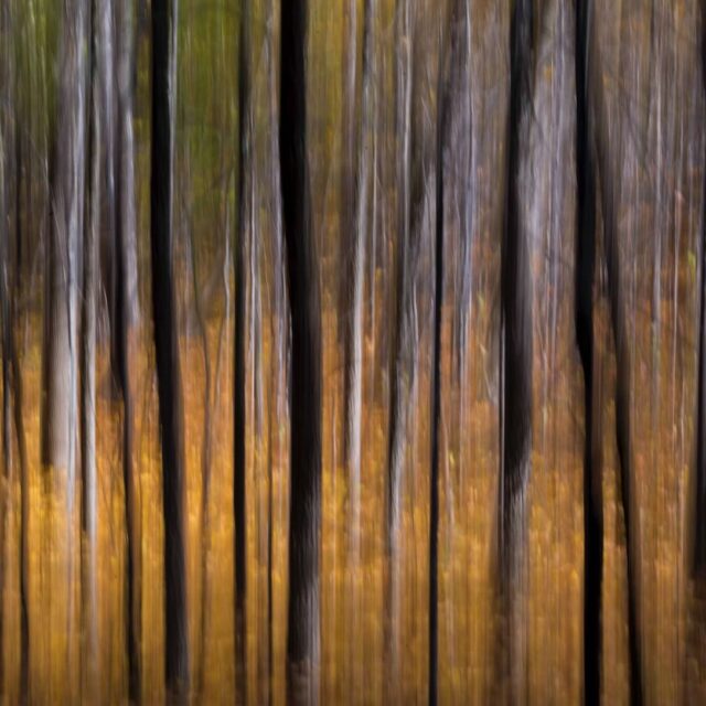 Wooden Movements-  Solo Show by  Ed Lehming  