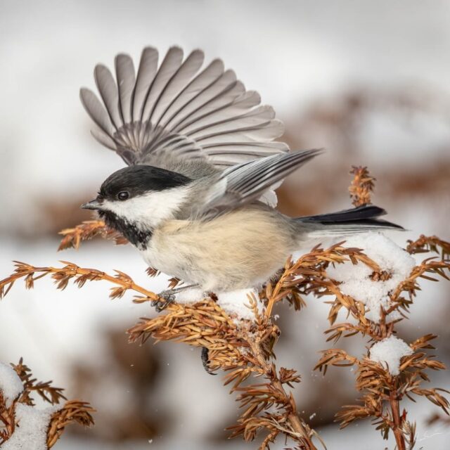 Square Foot Art Show and Sale