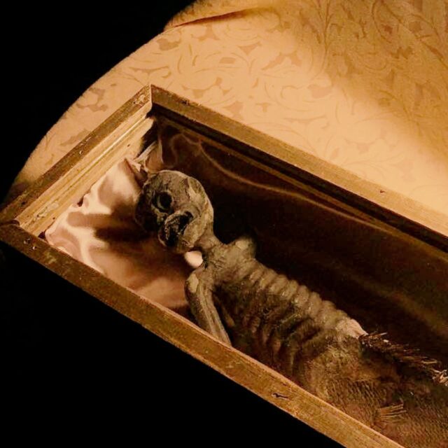 Creepy Curiosities Exhibition